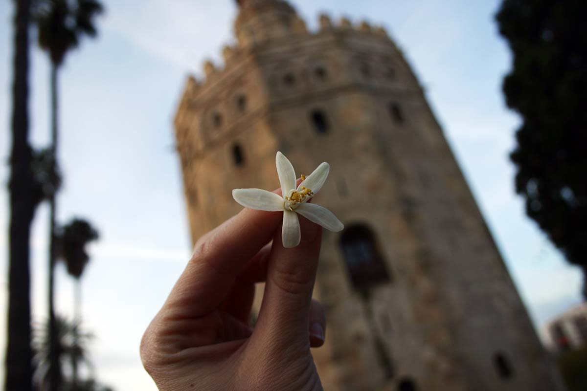 Torre de Oro, Sevilla, Spain