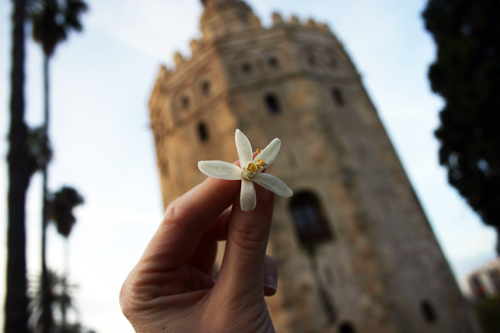 flordesevilla