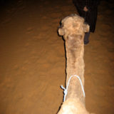 Riding a Camel through the Sahara