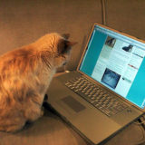 Blogging Cat
