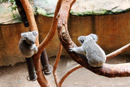 Koalas in Newcastle, Australia