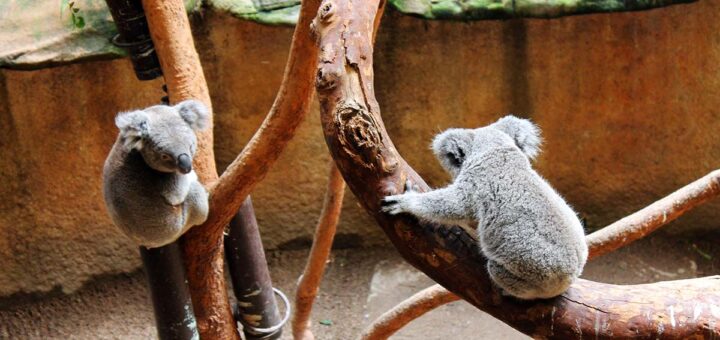 Koalas in Newcastle, Australia