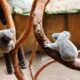 Koalas in Newcastle, Australia