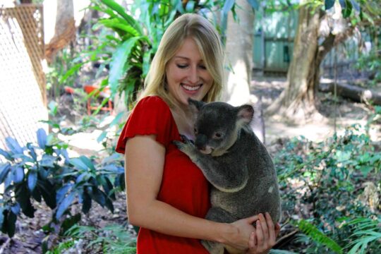 Koala, Brisbane, Australia