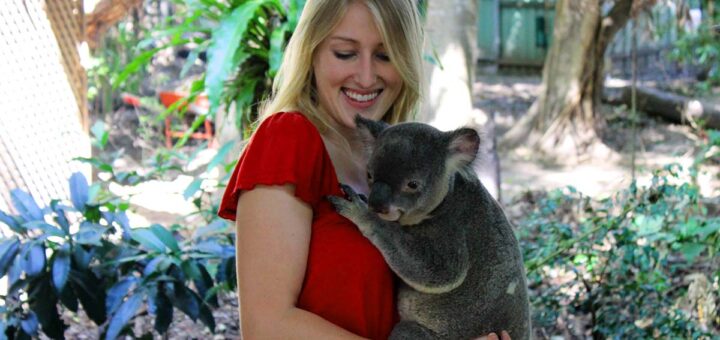 Koala, Brisbane, Australia
