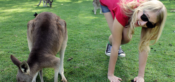 Kangaroo, Brisbane, Australia