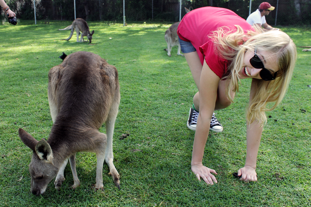 Kangaroo, Brisbane, Australia