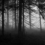 5 Haunted Forests That Will Give You Goosebumps