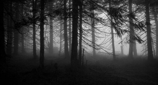 Haunted forests