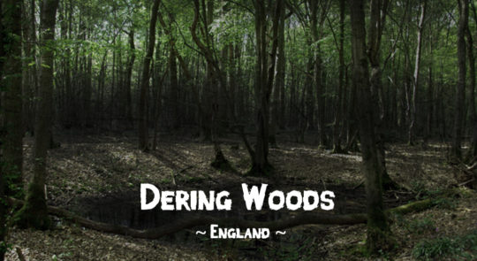 Haunted forests: Dering Woods, Pluckley, Kent, England