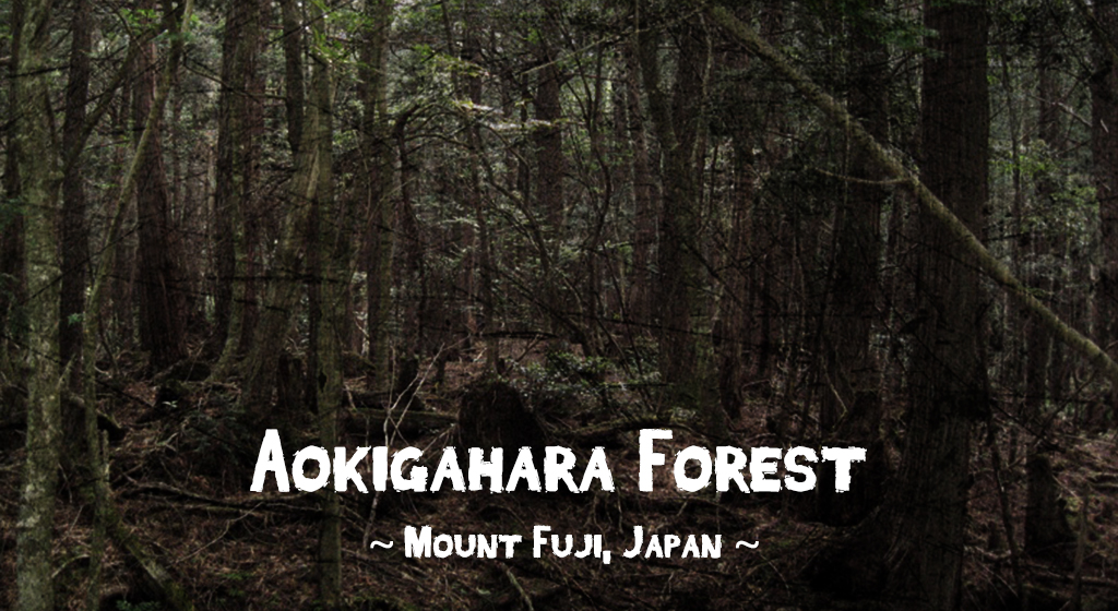 Aokigahara Forest, Mount Fuji, Japan