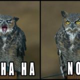 Hahaha_No_Owl