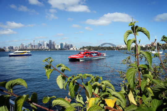 The view of Sydney from Taronga Zoo