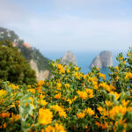 Captivated by Capri