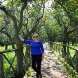 Lemon grove, Sorrento, Italy