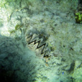 Snorkeling, Funky Fish Resort, Fiji