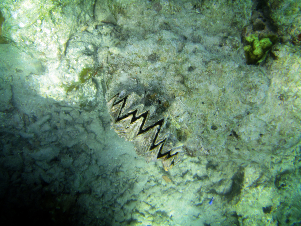 Snorkeling, Funky Fish Resort, Fiji