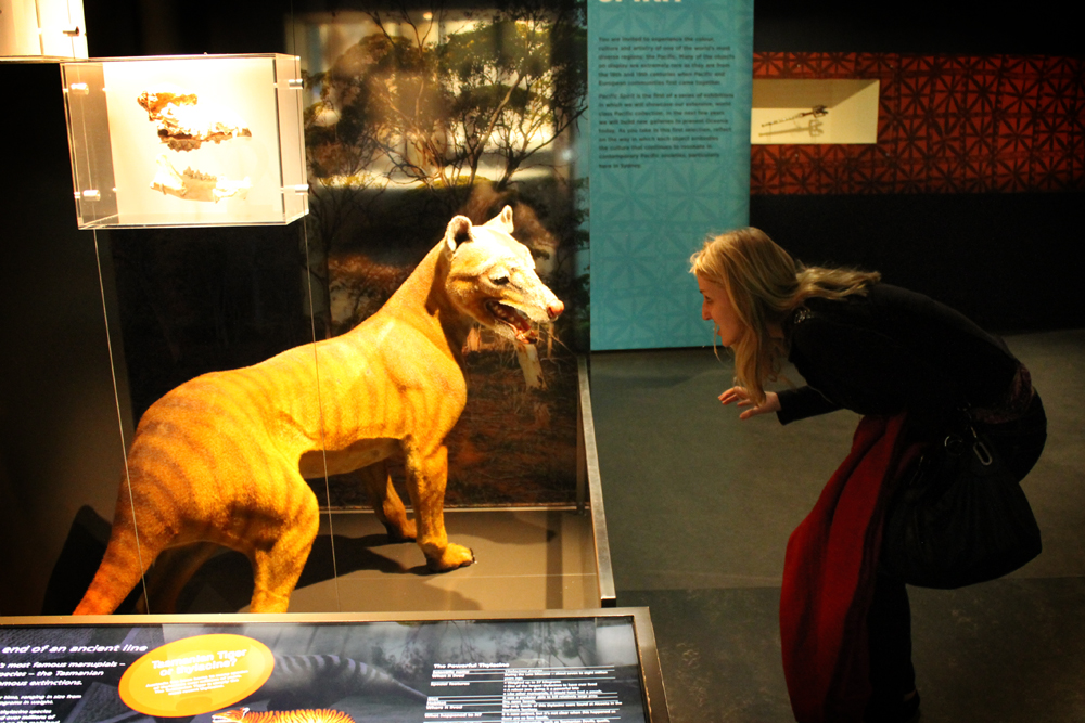 Staring down a thylacine