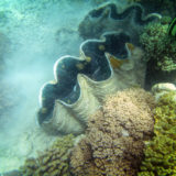 Snorkeling, Great Barrier Reef, Australia