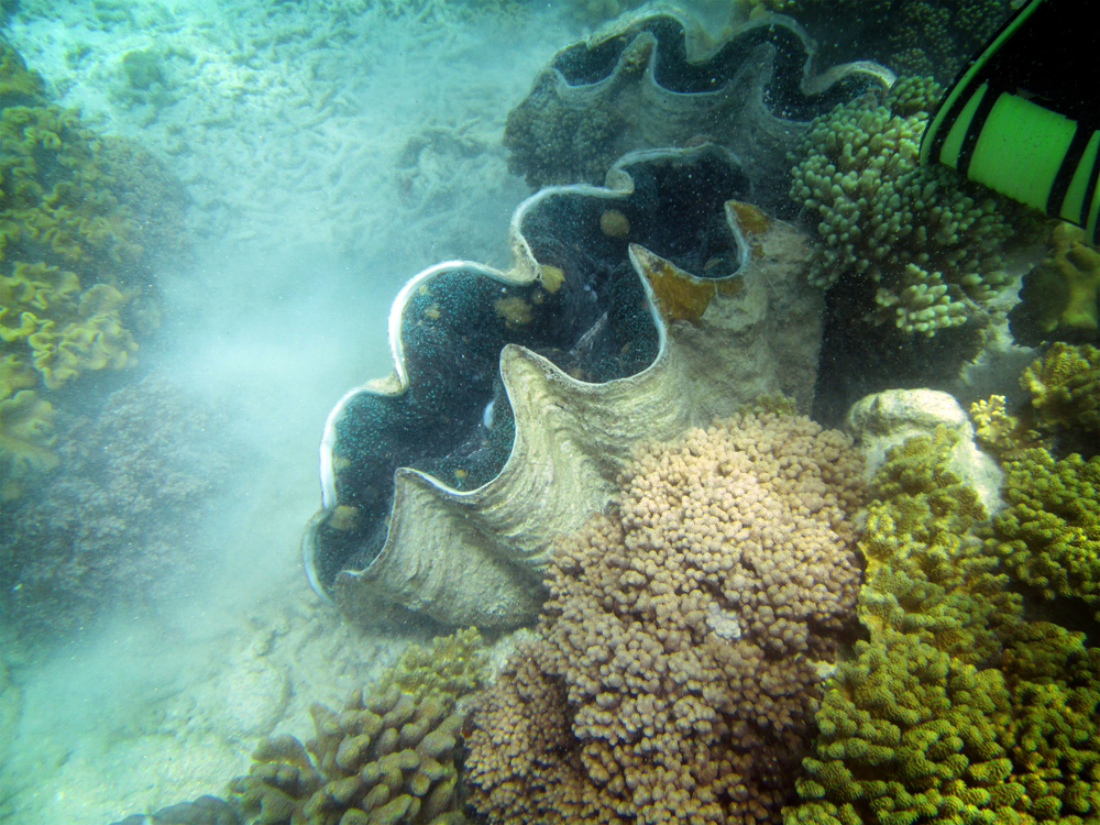 Snorkeling, Great Barrier Reef, Australia