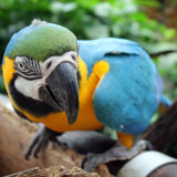 Birds in Kuranda, Australia