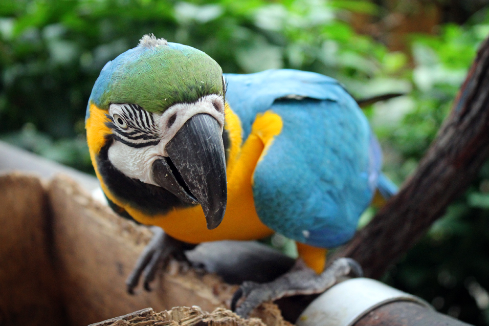 Birds in Kuranda, Australia