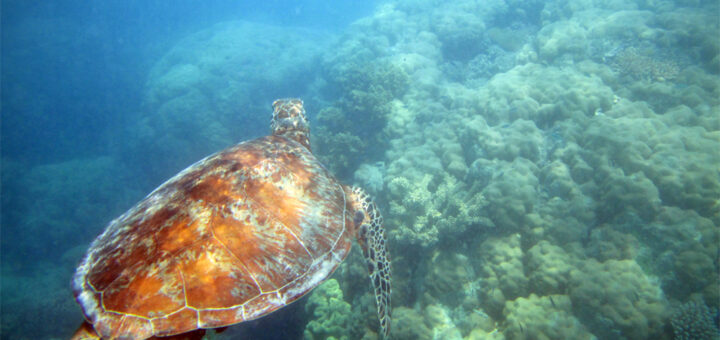 Sea turtle, Great Barrier Reef, Australia