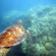 Sea turtle, Great Barrier Reef, Australia