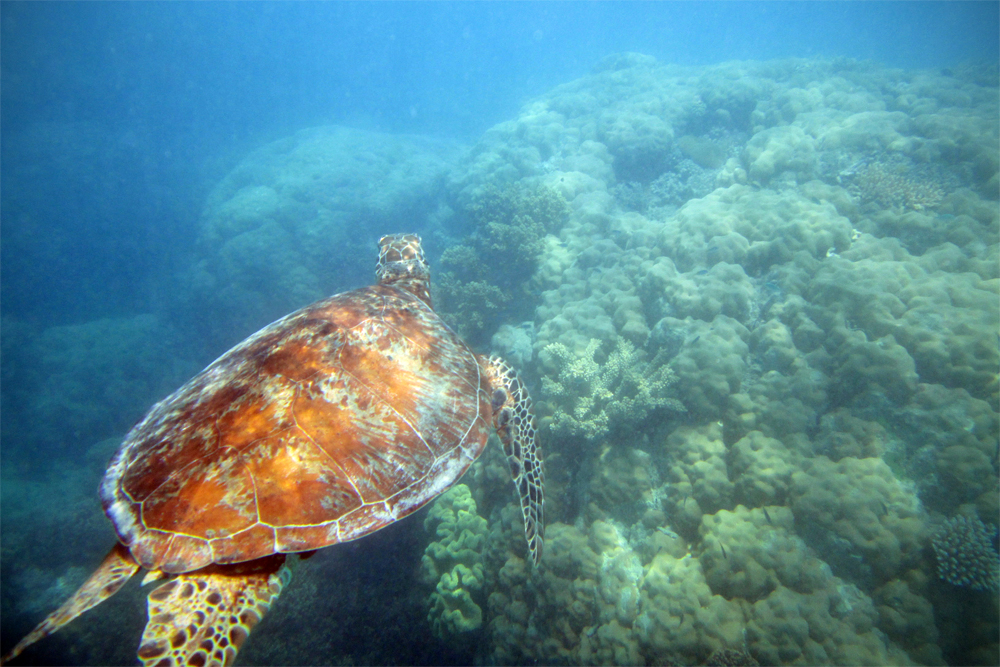 Sea turtle, Great Barrier Reef, Australia