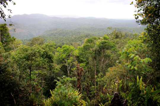 Skyrail rainforest view, Cairns, Australia