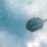 Great Barrier Reef snorkeling