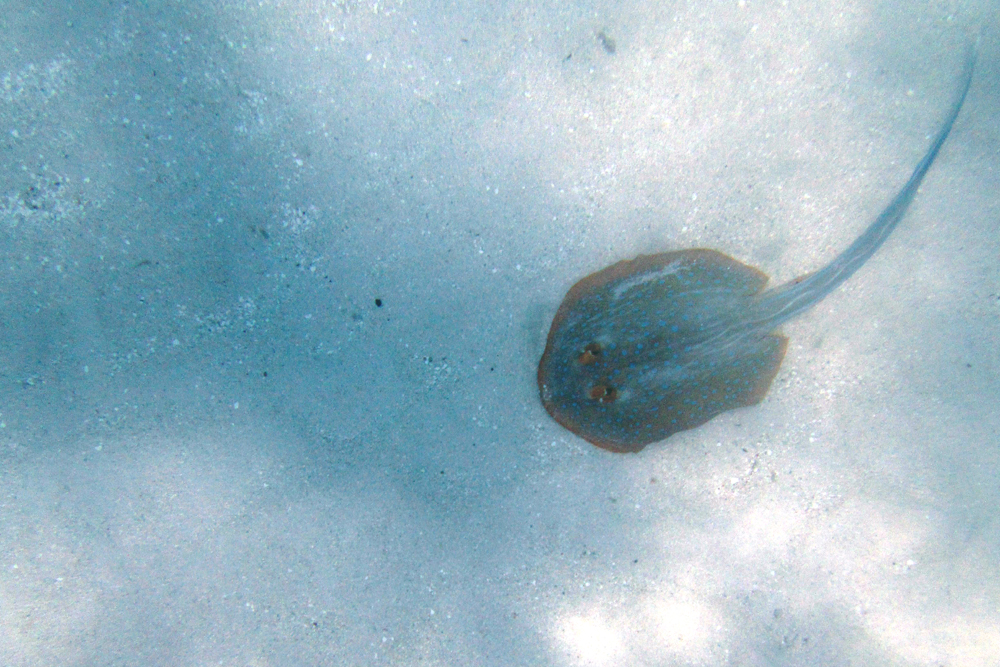 Great Barrier Reef snorkeling