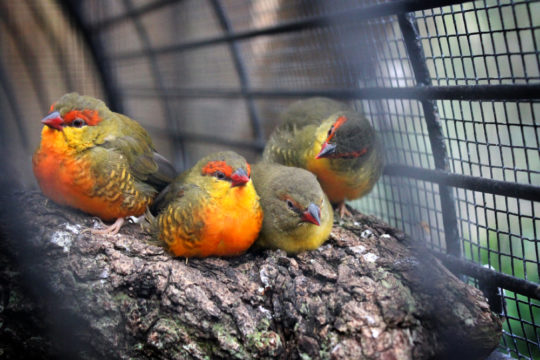 Kuranda Birdworld, Australia