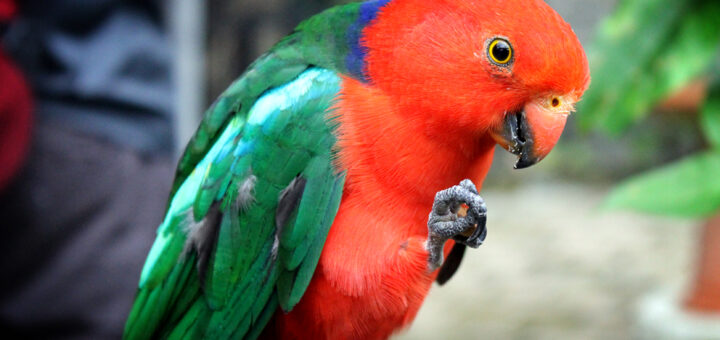 Kuranda Birdworld, Australia