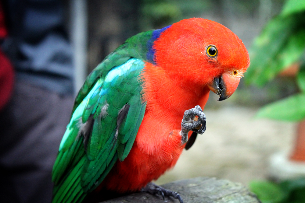 Kuranda Birdworld, Australia