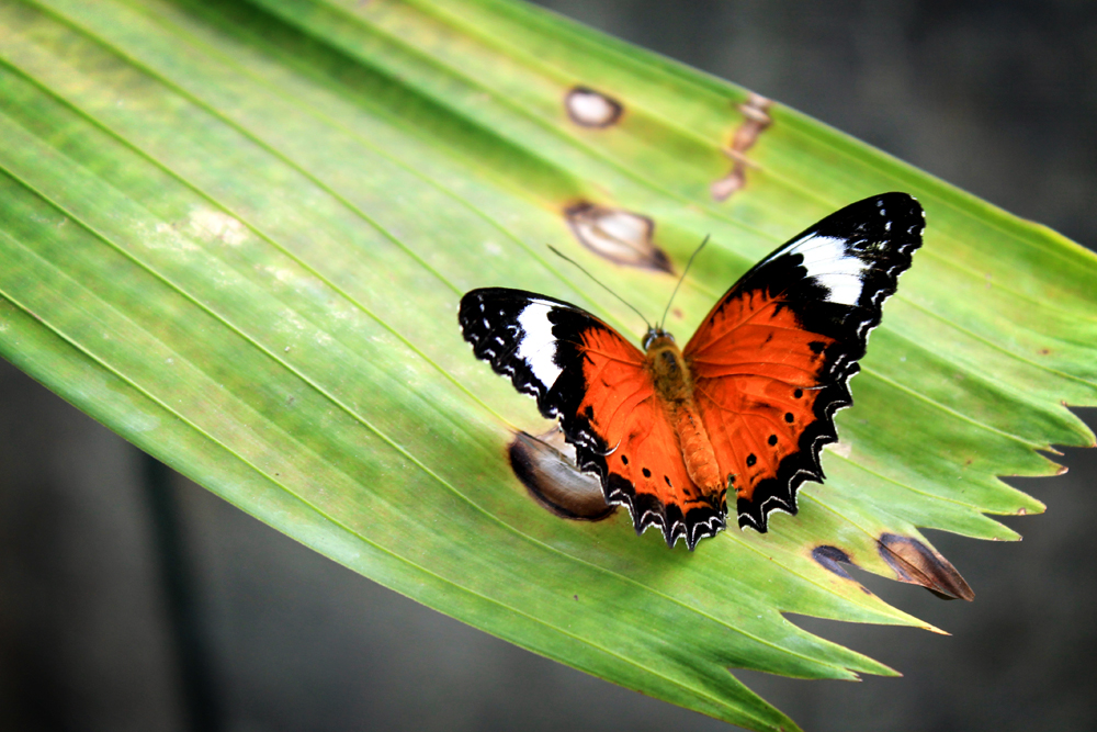 Australian Butterfly Sanctuary, Kuranda