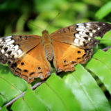 Australian Butterfly Sanctuary, Kuranda
