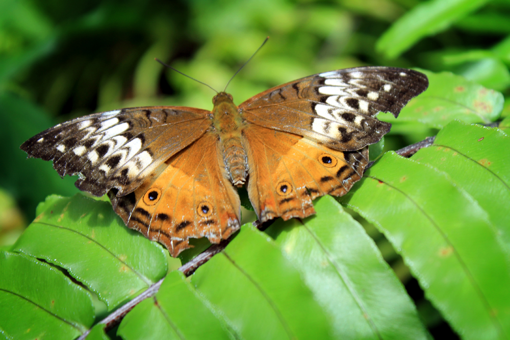 Australian Butterfly Sanctuary, Kuranda