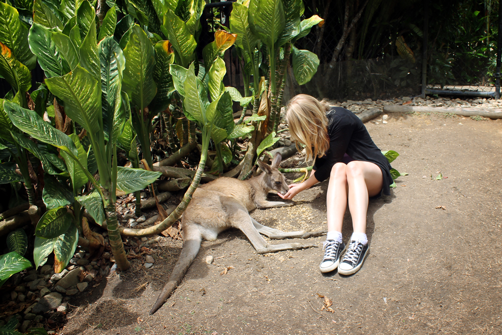 Kuranda Koala Gardens, Australia