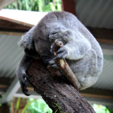 Kuranda Koala Gardens, Australia