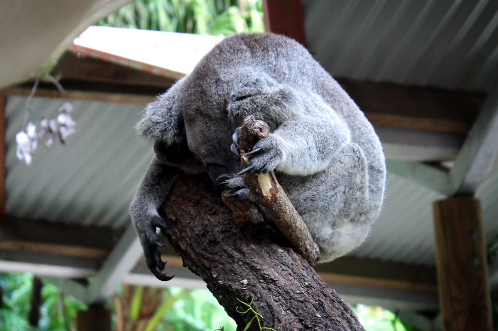 Kuranda Koala Gardens, Australia