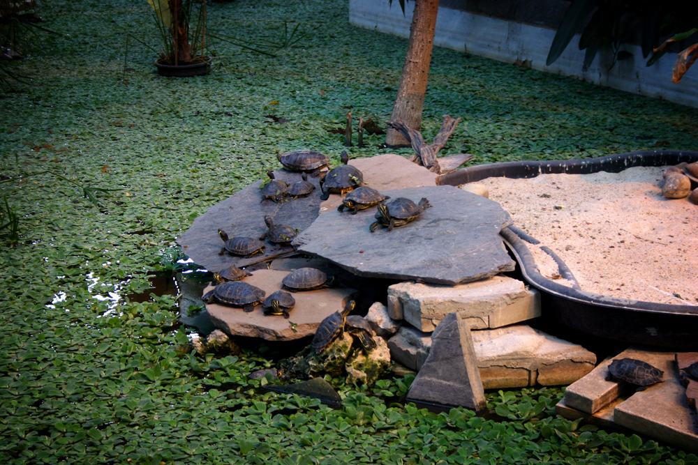 Turtles, Atocha, Madrid