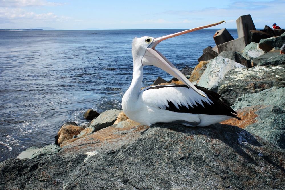 Hanging with the Forster-Tuncurry locals