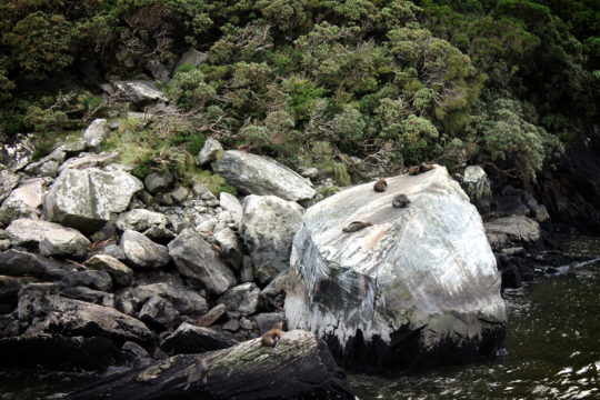 Seals, Milford Sound, New Zealand