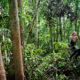 Cuyabeno Reserve, Amazon, Ecuador