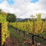 Napa Valley, California, wine tasting