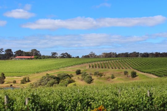 Margaret Valley, Australia wine tasting