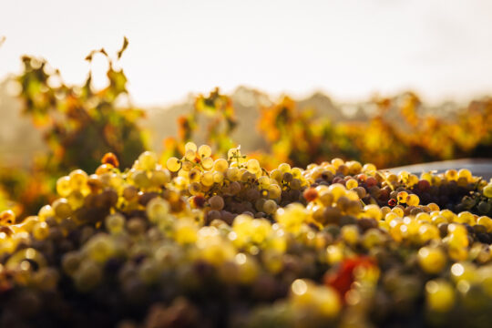 Barossa Valley, South Australia wine tasting