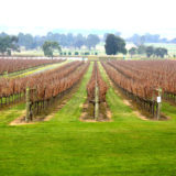 Yarra Valley, Victoria, Australia wine tasting