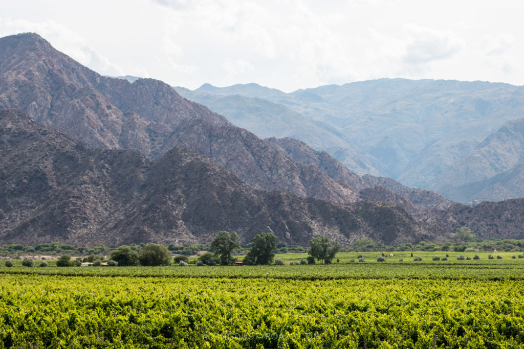 Cafayate, Argentina wine tasting